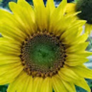 Meet your Posher, Deborah